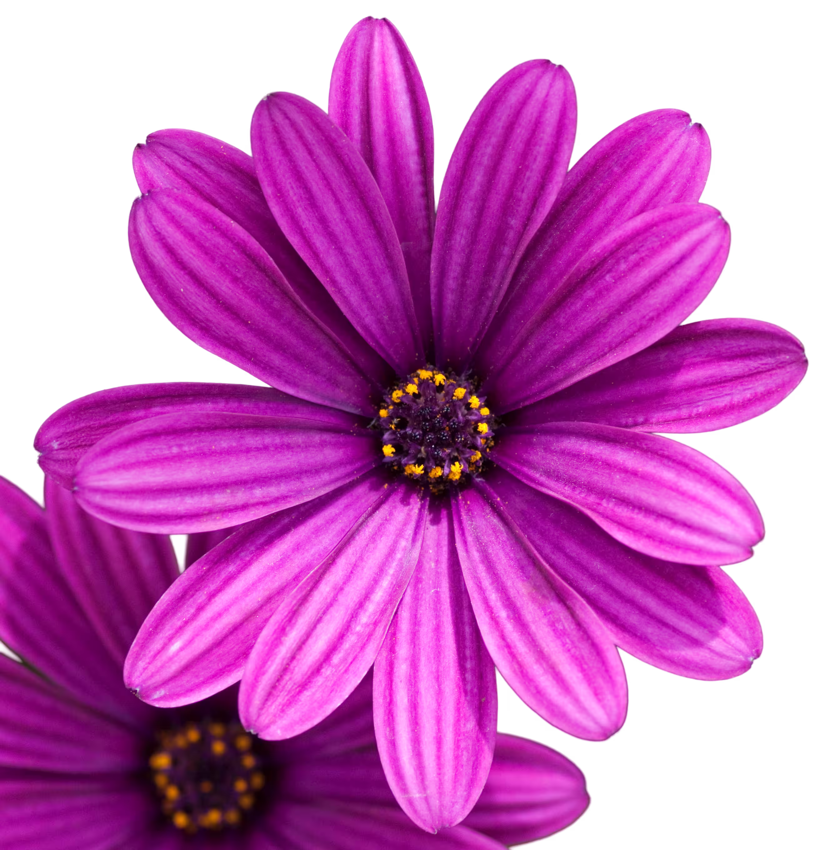 Purple flower after AI background removal with transparent background