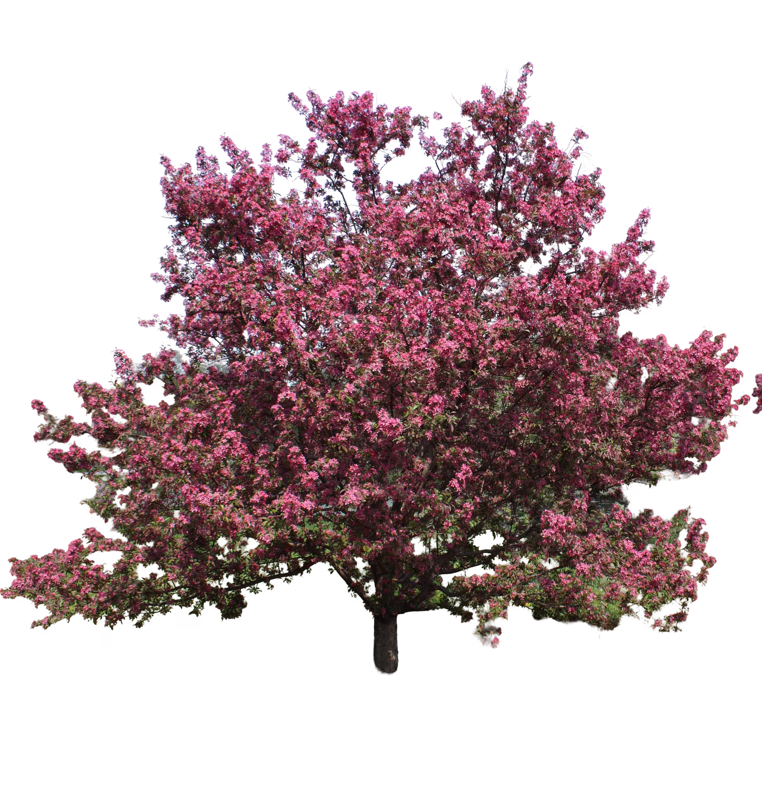 Tree with pink buds after AI background removal with transparent background