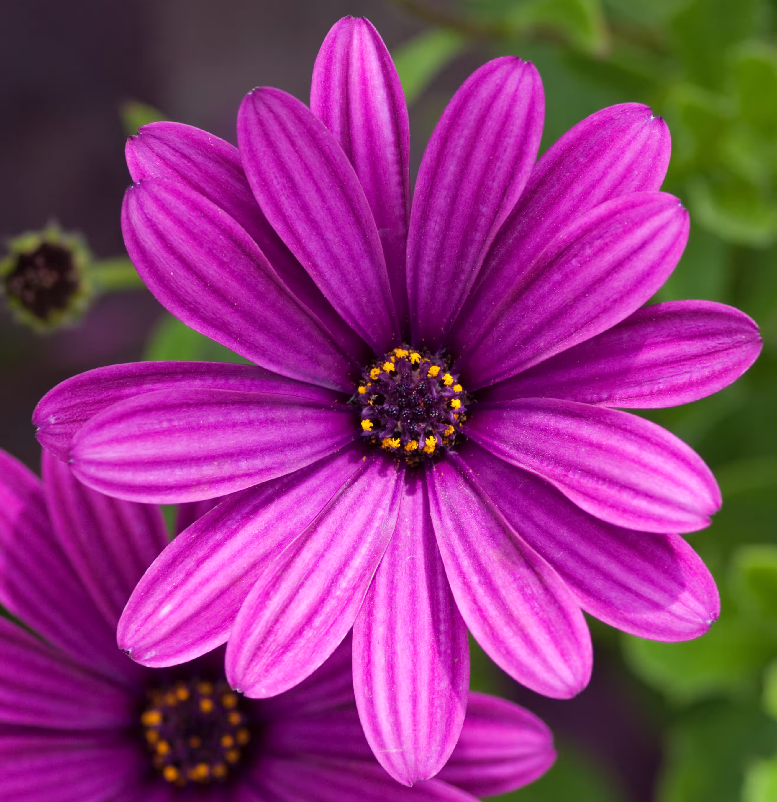 Purple flower before background removal