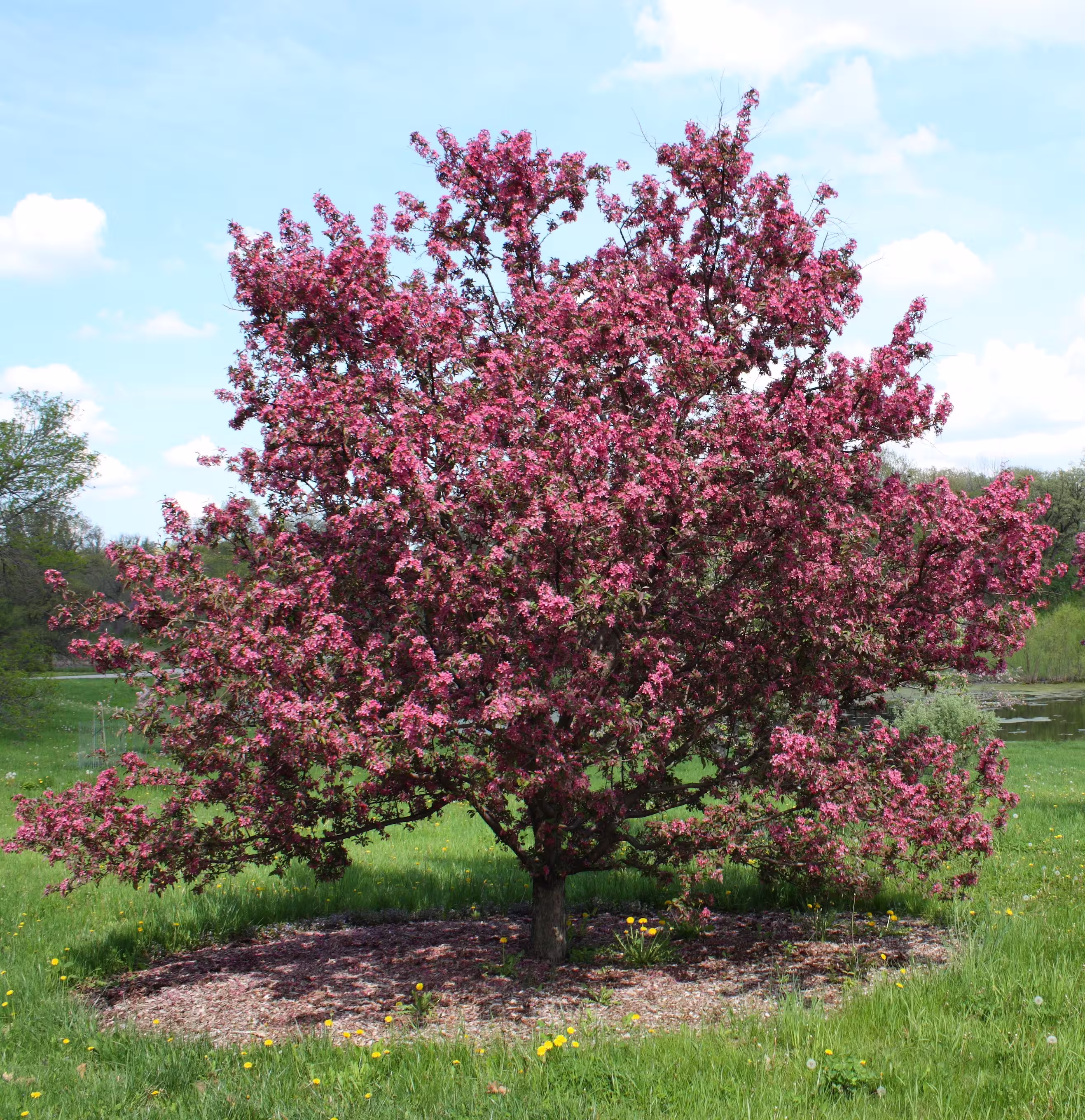 Tree with pink buds before background removal