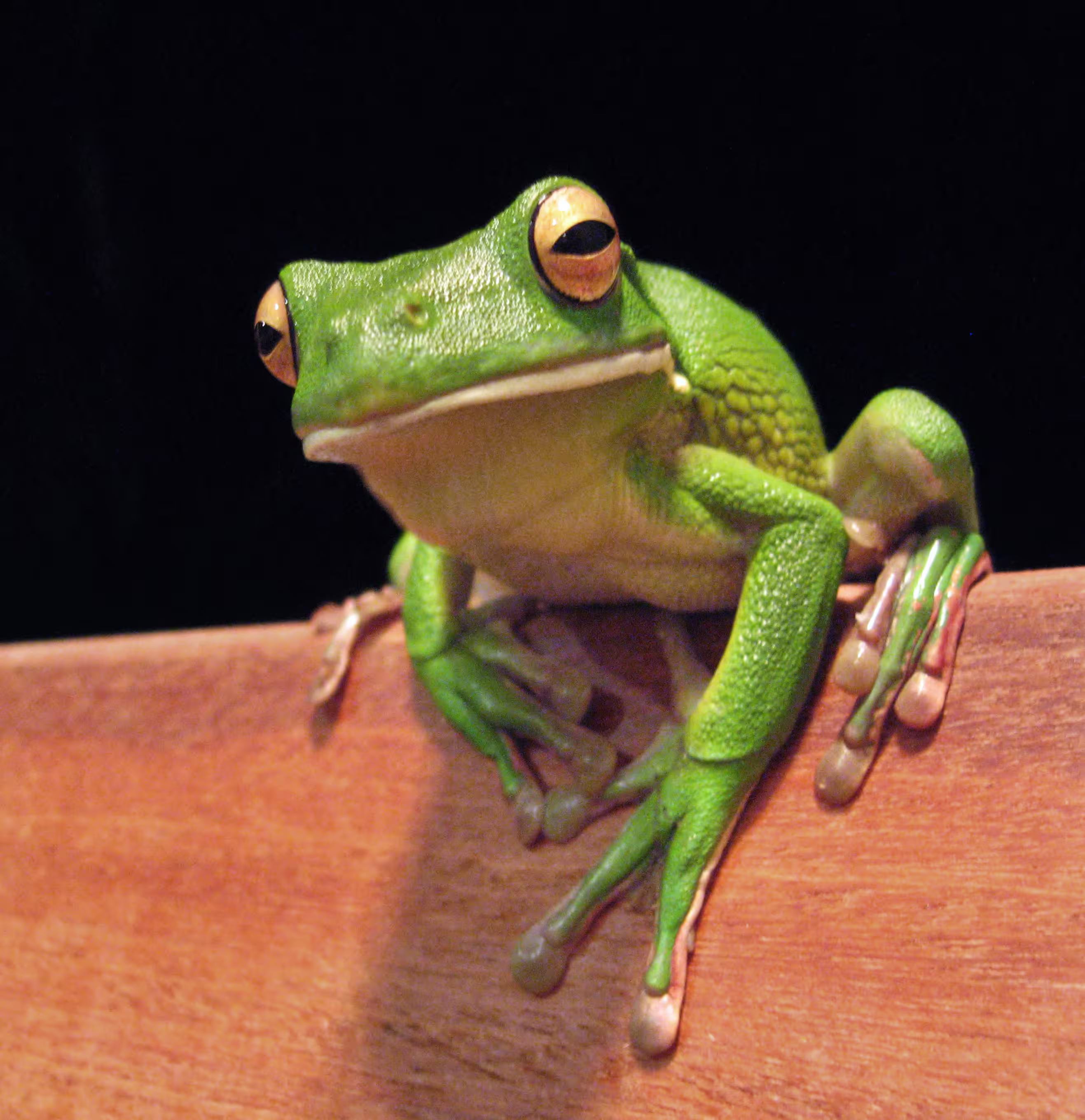 White frog before background removal